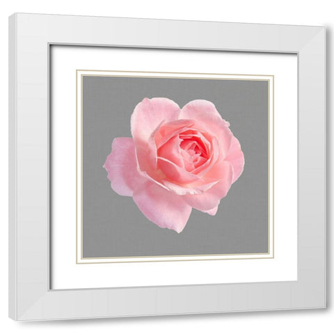 Trust Rose 2 White Modern Wood Framed Art Print with Double Matting by Allen, Kimberly