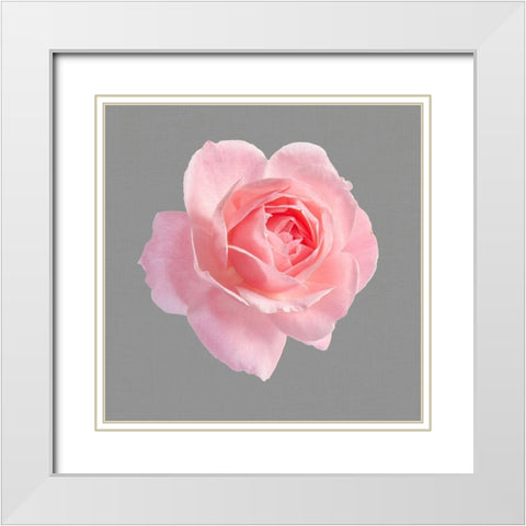 Trust Rose 2 White Modern Wood Framed Art Print with Double Matting by Allen, Kimberly