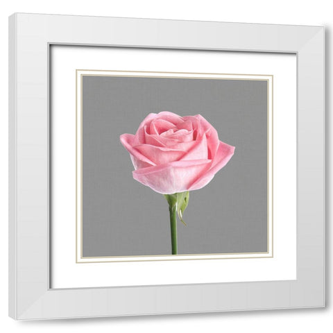 Trust Rose 3 White Modern Wood Framed Art Print with Double Matting by Allen, Kimberly
