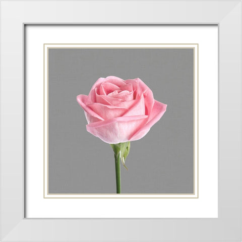 Trust Rose 3 White Modern Wood Framed Art Print with Double Matting by Allen, Kimberly