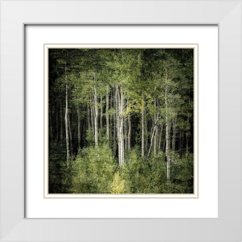 Forest Green Birches White Modern Wood Framed Art Print with Double Matting by Allen, Kimberly