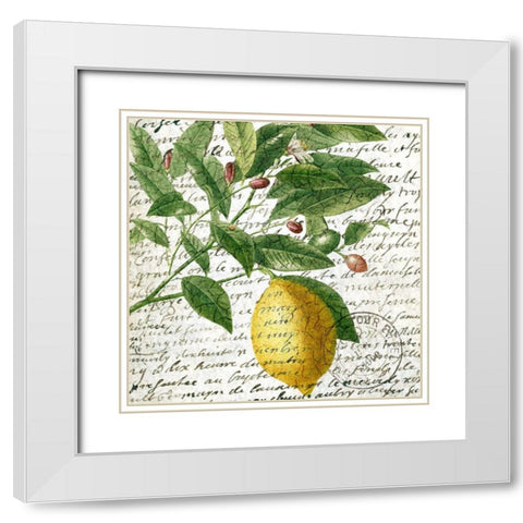 Fruit Picking 4 White Modern Wood Framed Art Print with Double Matting by Allen, Kimberly