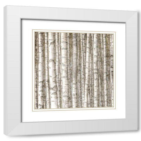 Birch Forest White Modern Wood Framed Art Print with Double Matting by Allen, Kimberly