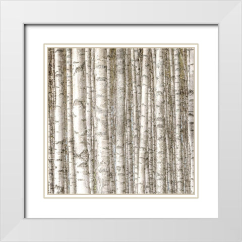 Birch Forest White Modern Wood Framed Art Print with Double Matting by Allen, Kimberly