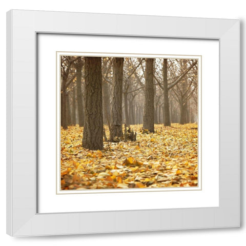 Forest Floor 1 White Modern Wood Framed Art Print with Double Matting by Kimberly, Allen
