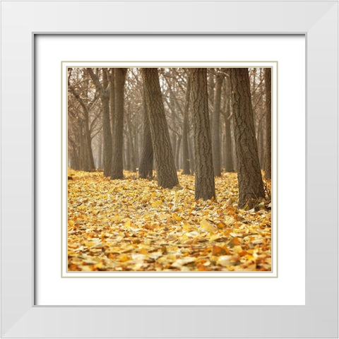 Forest Floor 2 White Modern Wood Framed Art Print with Double Matting by Kimberly, Allen