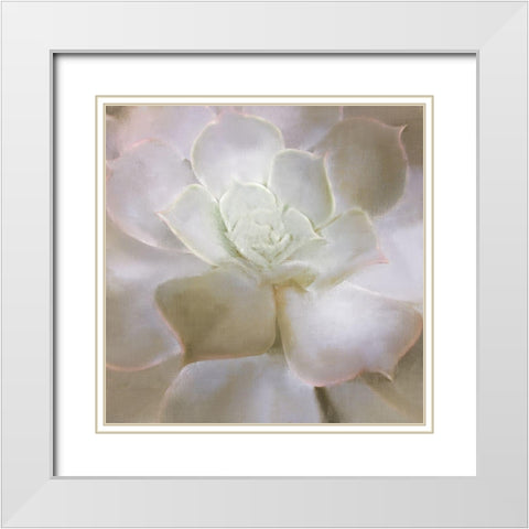 Succulent 2 White Modern Wood Framed Art Print with Double Matting by Allen, Kimberly