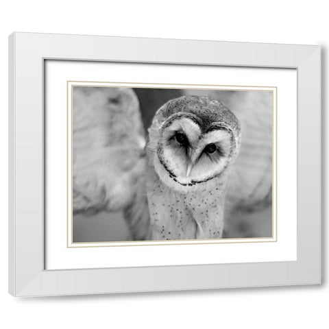 Cute Owl Wings Spread White Modern Wood Framed Art Print with Double Matting by Straatsma, Leah