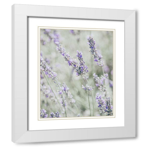 Bleached Lavender in Field White Modern Wood Framed Art Print with Double Matting by Straatsma, Leah