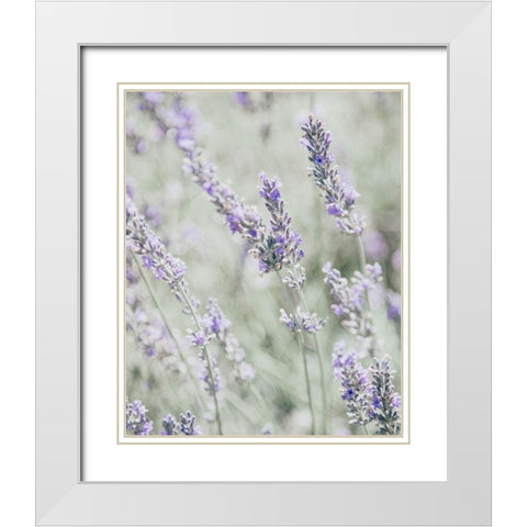 Bleached Lavender in Field White Modern Wood Framed Art Print with Double Matting by Straatsma, Leah