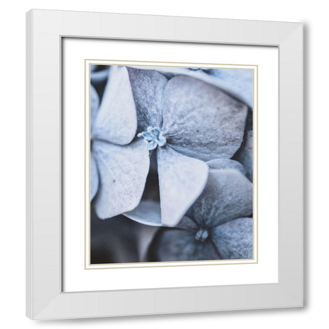 Blue Hydrangea Close Up White Modern Wood Framed Art Print with Double Matting by Straatsma, Leah