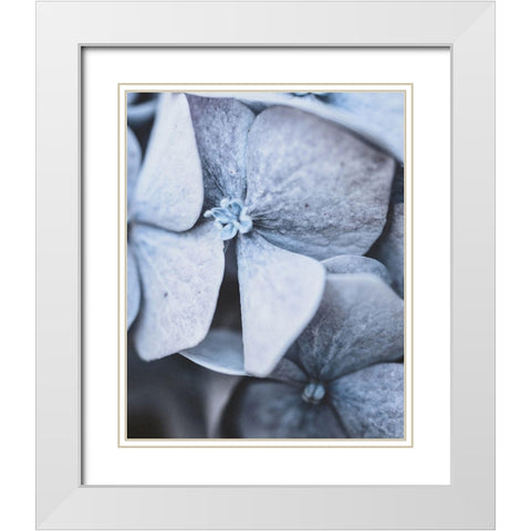 Blue Hydrangea Close Up White Modern Wood Framed Art Print with Double Matting by Straatsma, Leah