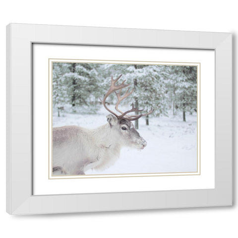 Reindeer in the Woods White Modern Wood Framed Art Print with Double Matting by Straatsma, Leah