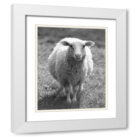 Cute Sheep White Modern Wood Framed Art Print with Double Matting by Straatsma, Leah