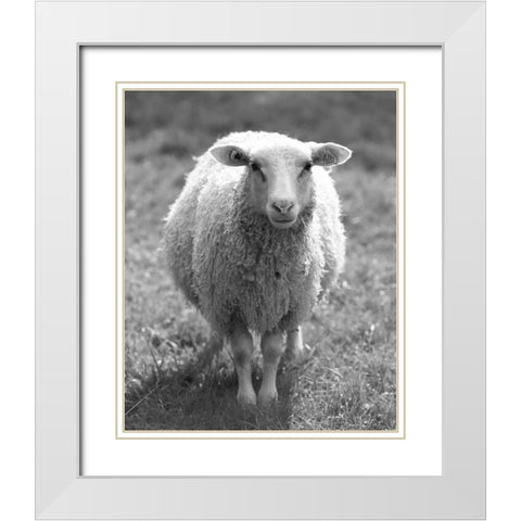 Cute Sheep White Modern Wood Framed Art Print with Double Matting by Straatsma, Leah
