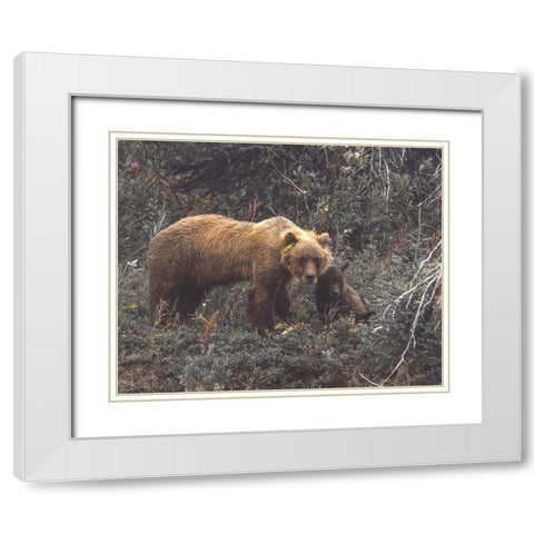 Momma Bear White Modern Wood Framed Art Print with Double Matting by Straatsma, Leah
