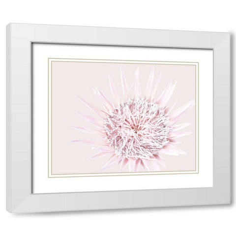 Pink Protea White Modern Wood Framed Art Print with Double Matting by Straatsma, Leah