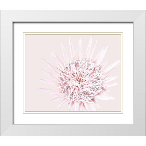 Pink Protea White Modern Wood Framed Art Print with Double Matting by Straatsma, Leah