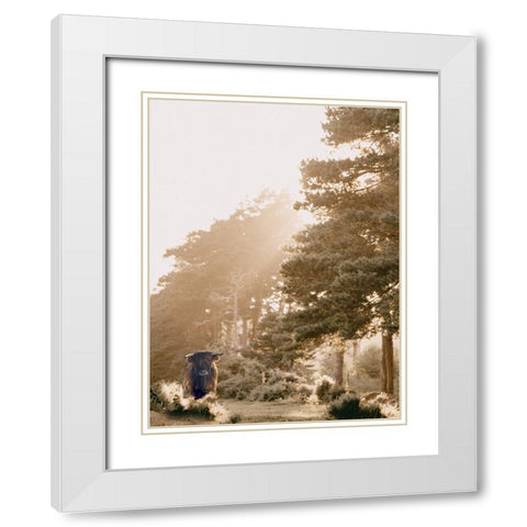 HighlandCow in Pasture White Modern Wood Framed Art Print with Double Matting by Straatsma, Leah