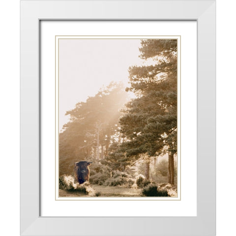 HighlandCow in Pasture White Modern Wood Framed Art Print with Double Matting by Straatsma, Leah