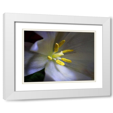 Tulpe Stempel Blau White Modern Wood Framed Art Print with Double Matting by May