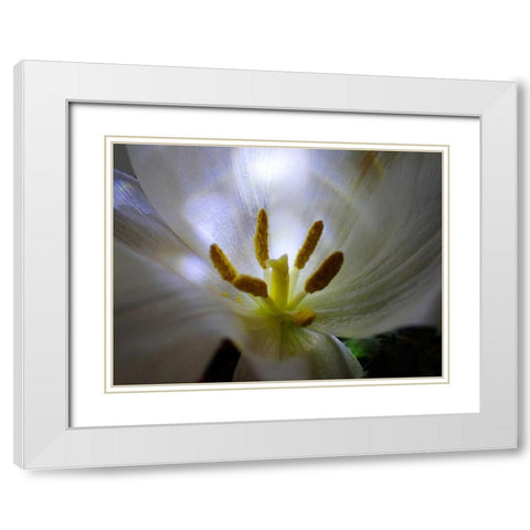 Tulpe Stempel Blau 2 White Modern Wood Framed Art Print with Double Matting by May