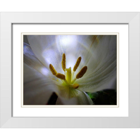 Tulpe Stempel Blau 2 White Modern Wood Framed Art Print with Double Matting by May