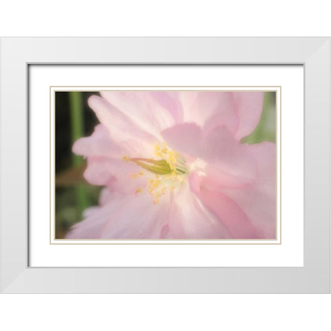 Soft Japanische Kirsche 2 White Modern Wood Framed Art Print with Double Matting by May