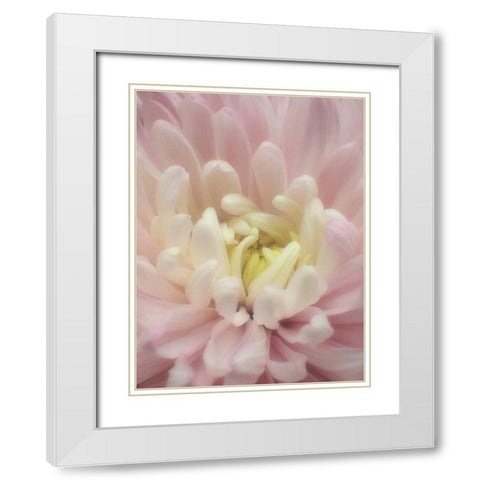 Blume Chrysantheme White Modern Wood Framed Art Print with Double Matting by May