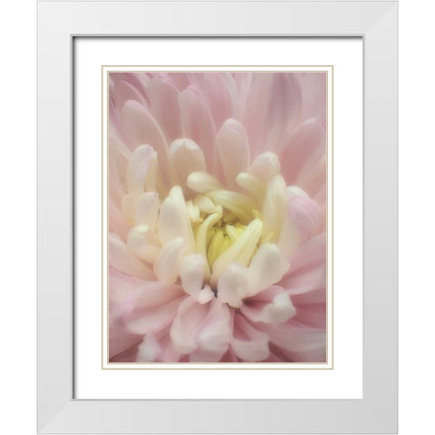 Blume Chrysantheme White Modern Wood Framed Art Print with Double Matting by May