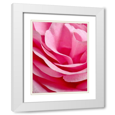 Rose Nahbereich White Modern Wood Framed Art Print with Double Matting by May