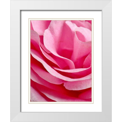 Rose Nahbereich White Modern Wood Framed Art Print with Double Matting by May