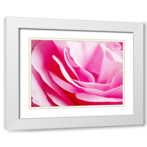 Rose Nahbereich 2 White Modern Wood Framed Art Print with Double Matting by May