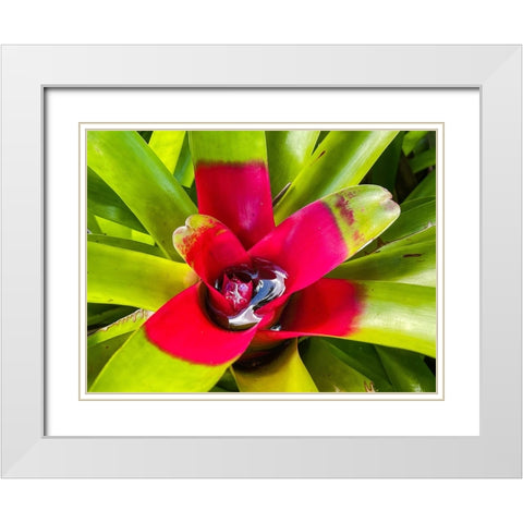 A Slow Sip White Modern Wood Framed Art Print with Double Matting by Nebula, Melissa