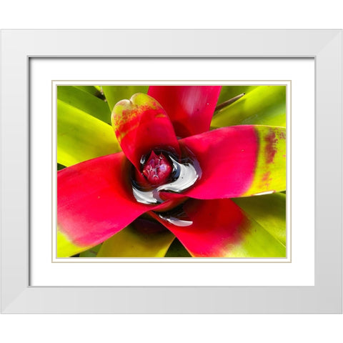 Sip Me Slowly White Modern Wood Framed Art Print with Double Matting by Nebula, Melissa