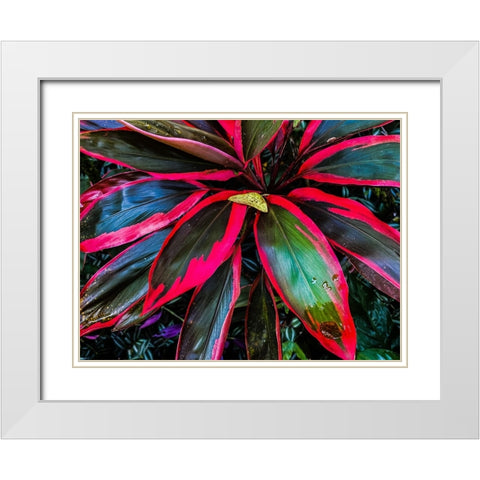 Shady Ti Tree White Modern Wood Framed Art Print with Double Matting by Nebula, Melissa