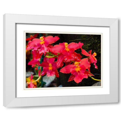 Coy Orchids In Red White Modern Wood Framed Art Print with Double Matting by Nebula, Melissa
