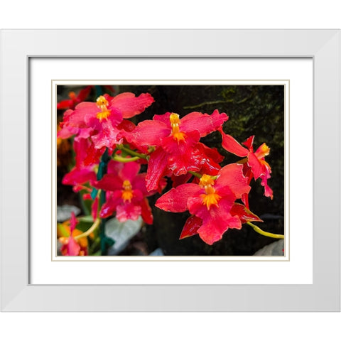 Coy Orchids In Red White Modern Wood Framed Art Print with Double Matting by Nebula, Melissa