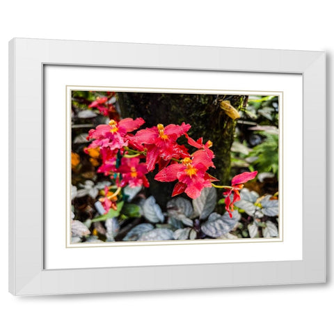 Curly Orchid Hug White Modern Wood Framed Art Print with Double Matting by Nebula, Melissa