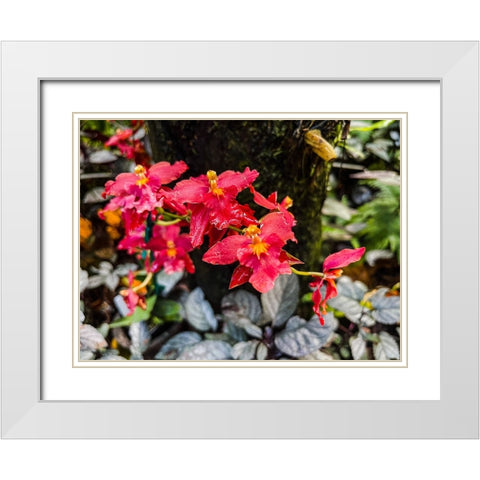 Curly Orchid Hug White Modern Wood Framed Art Print with Double Matting by Nebula, Melissa