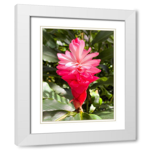 Blooming Sweetness White Modern Wood Framed Art Print with Double Matting by Nebula, Melissa