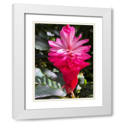 Ginger Awakening White Modern Wood Framed Art Print with Double Matting by Nebula, Melissa