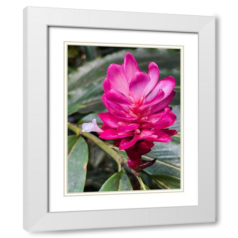 Ginger Blossom White Modern Wood Framed Art Print with Double Matting by Nebula, Melissa