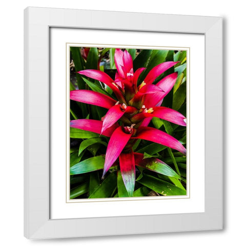 Botanical Bromeliad White Modern Wood Framed Art Print with Double Matting by Nebula, Melissa