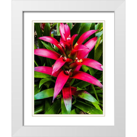 Botanical Bromeliad White Modern Wood Framed Art Print with Double Matting by Nebula, Melissa