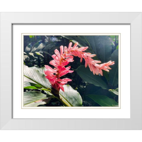 Lazy Ginger White Modern Wood Framed Art Print with Double Matting by Nebula, Melissa