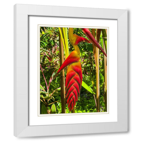 Tropical Bromeliad Bird White Modern Wood Framed Art Print with Double Matting by Nebula, Melissa