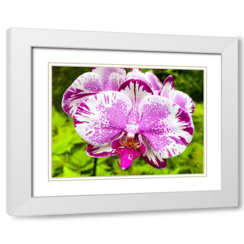 Dappled Orchid In Magenta White Modern Wood Framed Art Print with Double Matting by Nebula, Melissa