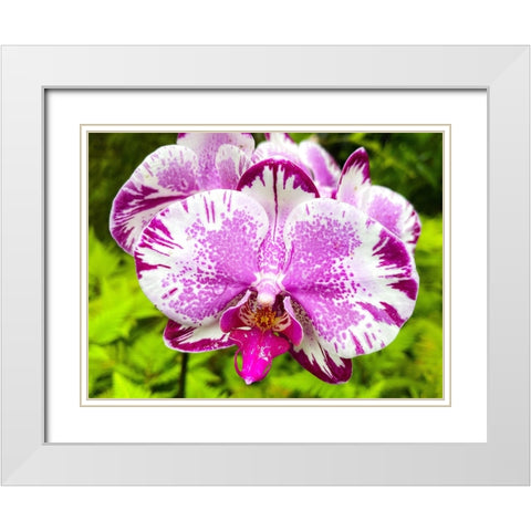 Dappled Orchid In Magenta White Modern Wood Framed Art Print with Double Matting by Nebula, Melissa