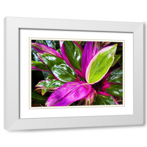 Leaf Spray White Modern Wood Framed Art Print with Double Matting by Nebula, Melissa